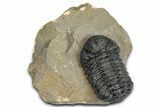 Bargain, Phacopid (Morocops) Trilobite - Foum Zguid, Morocco #363154-3